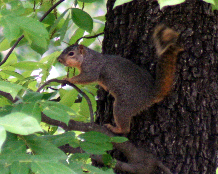 Gray Squirrel [Sciurus carolinensis] photographed at Lake Fork Alba, Texas on Apr 29, 2009