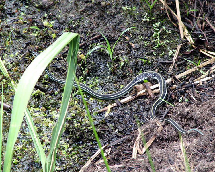 Orange-striped Ribbon Snake [Rough Green Snake ;Opheodrys aestivus' photographed at Mineola Nature Preserve Mineola, Texas on Jun 8, 2009] photographed at Mineola Nature Preserve Mineola, Texas on Jun 8, 2009