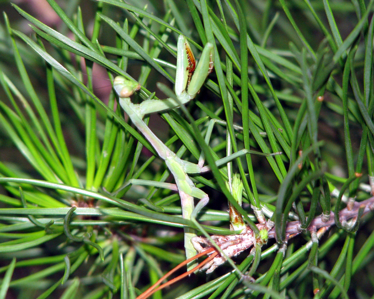 Praying Mantis [Mantis religiosa] photographed at Lake Fork Alba, Texas on Aug 9, 2009