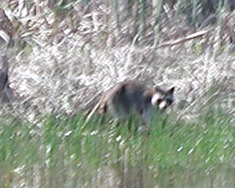 Raccoon [Procyon lotor] photographed at Lake Fork Alba, Texas on Apr 15, 2006