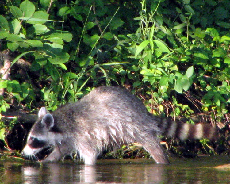 Raccoon [Procyon lotor] photographed at Lake Fork Alba, Texas on Jun 23, 2006