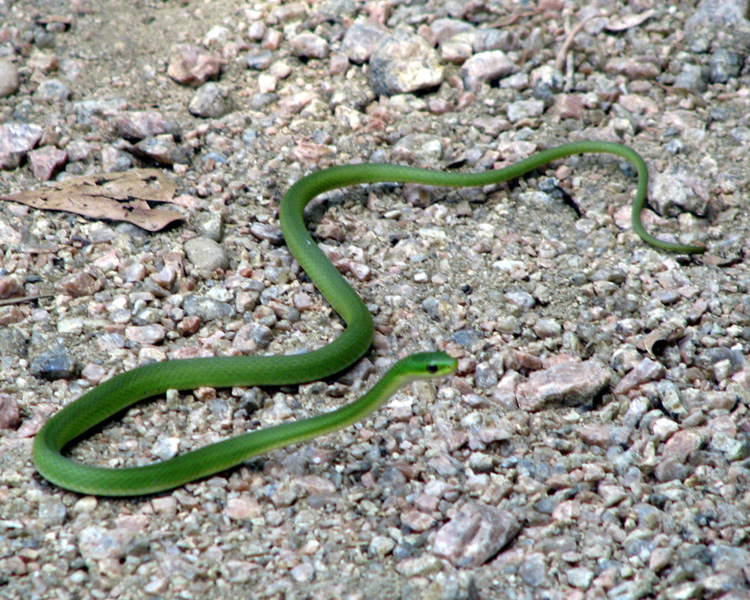 Rough Green Snake ;Opheodrys aestivus' photographed at Mineola Nature Preserve Mineola, Texas on Jun 8, 2009