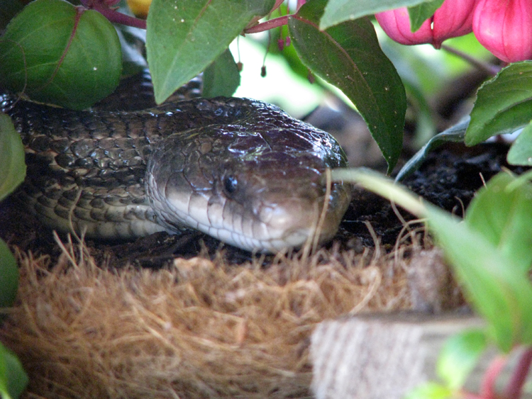 Texas Rat Snake [Elaphe obsoleta lindheimeri] photographed at Lake Fork Alba, Texas on Apr 21, 2009
