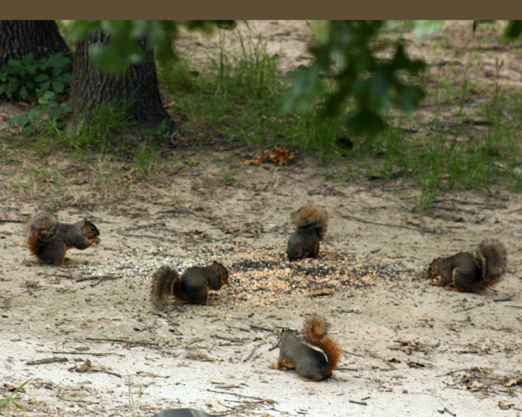Gray Squirrel [Sciurus carolinensis] photographed at Lake Fork Alba, Texas on Jun 18, 2009