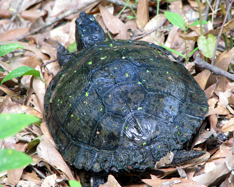 Turtle photographed at Mineola Preserve Mineola, Texas on May 9, 2009
