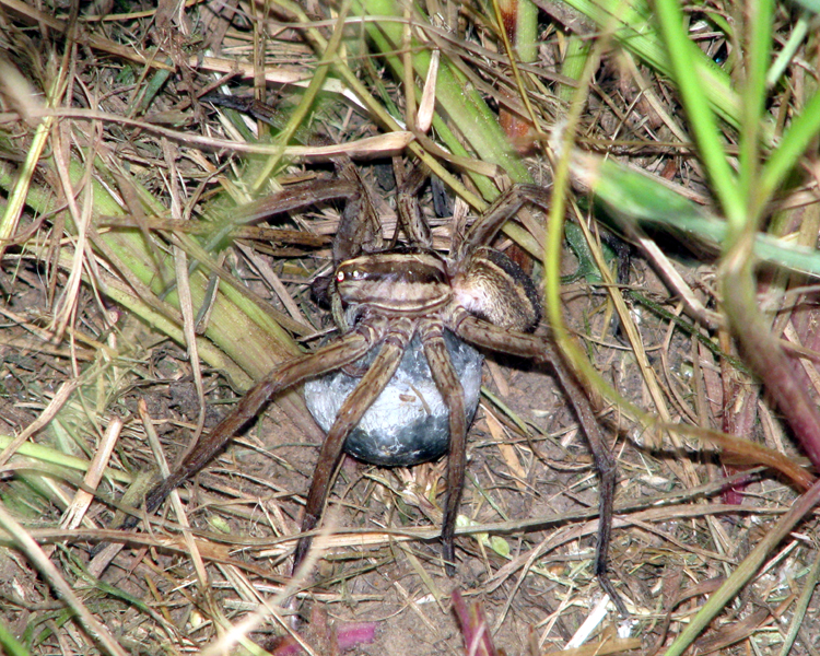 Wolf Spider [family: Lycosidae] photographed at Lake Fork Alba, Texas on Sep 10, 2009