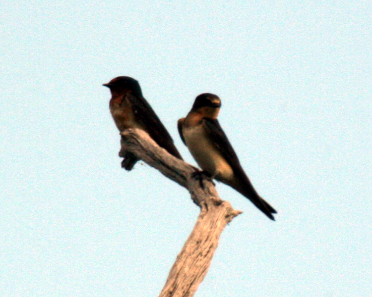 Barn Swallow [Hirundo rustica] photo taken at Lake Fork Alba, Texas on Aug 9, 2009
