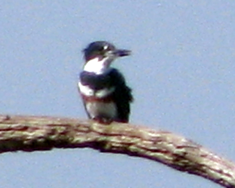 Belted Kingfisher [Megaceryle alcyon] photographed at Lake Fork Alba, Texas on Sep 7, 2009