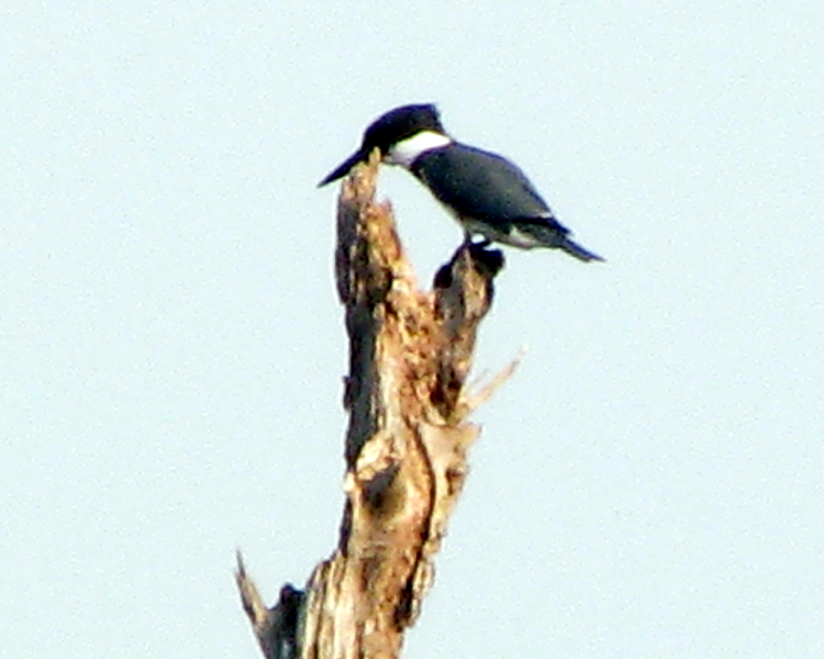 Belted Kingfisher [Megaceryle alcyon] photographed at Lake Fork Alba, Texas on Sep 2, 2009