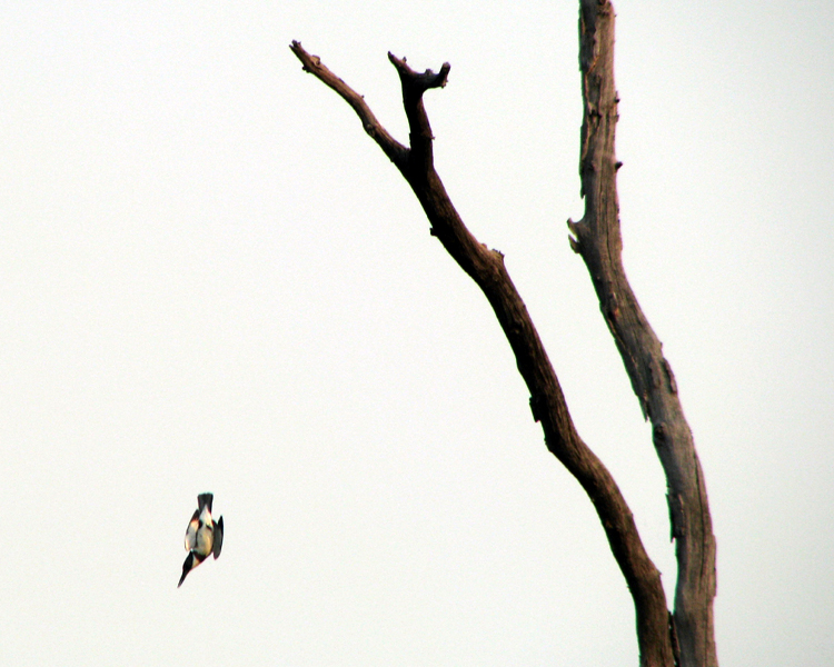 Belted Kingfisher [Megaceryle alcyon] photographed at Lake Fork Alba, Texas on Sep 2, 2009
