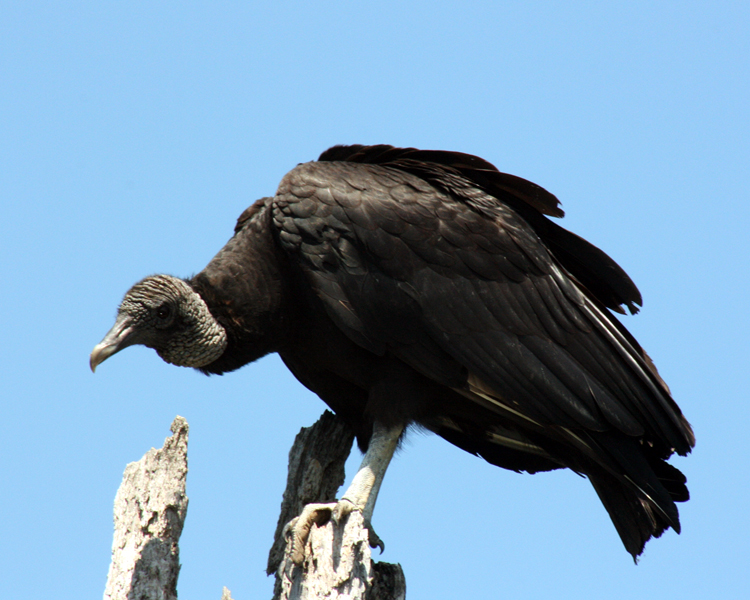 Black Vulture [Coragyps atratus] photographed at Lake Fork Alba, Texas on May 21, 2009