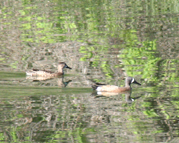 Blue-winged Teal Duck [Anas dicors] photographed at Lake Fork Alba, Texas on Apr 21, 2009