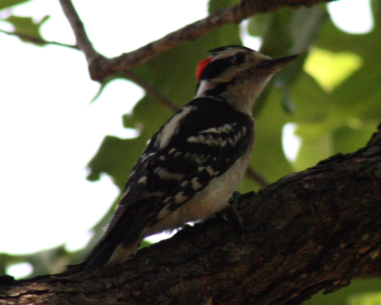 Downy Woodpecker [Picoides pubescens] photographed at Lake Fork Alba, Texas on May 6, 2009