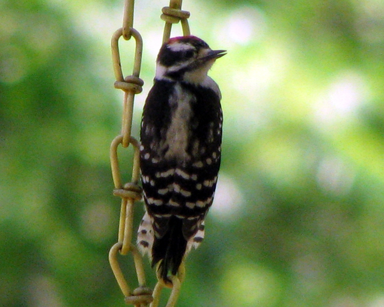 Downy Woodpecker [Picoides pubescens] photographed at Lake Fork Alba, Texas on May 6, 2009