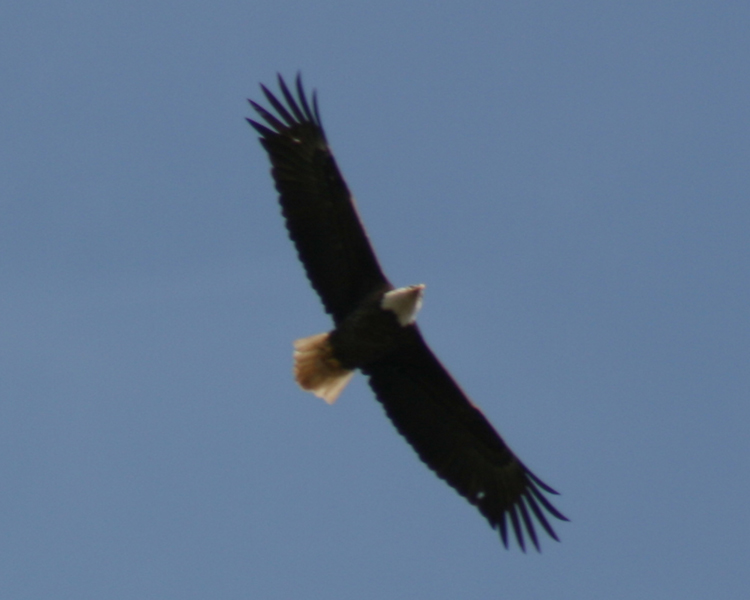 Bald Eagle [Haliaeetus leucocephalus] photo taken at  Martin Creek Lake Tatum,Texas on Mar 14, 2009
