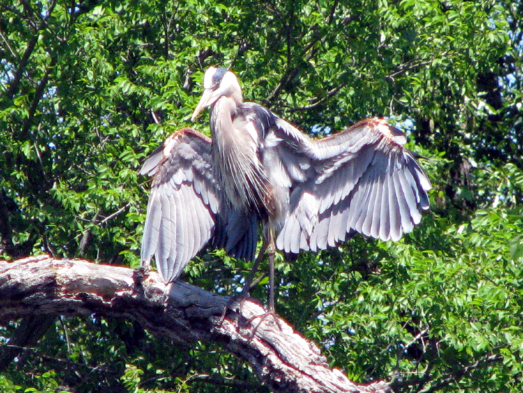 Great Blue Heron [Ardea Herodian] photographed at Lake Fork, Texas on Jul 16, 2009