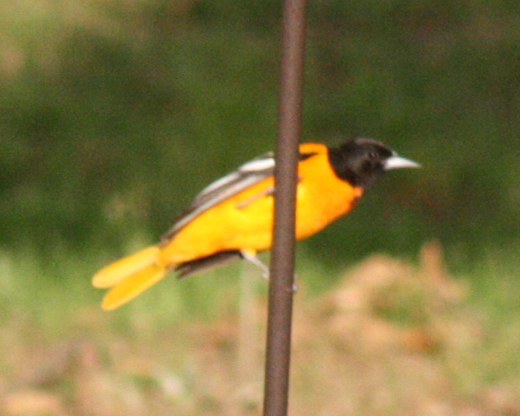 Orchard Oriole [Icterus spurius] photographed at Lake Fork Alba, Texas on Apr 25, 2009