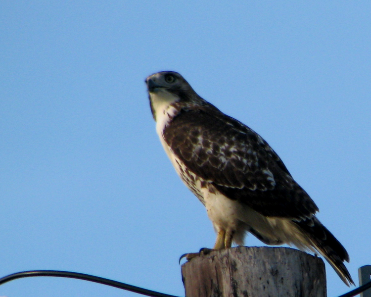 Red-tailed Hawk [Buteo jamaicensis] photographed along US-69 near Point, Texas on Aug 11, 2009