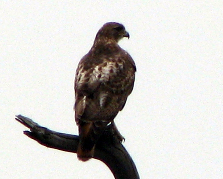 Red-tailed Hawk [Buteo jamaicensis] photographed at Lake Fork Alba, Texas on May 10, 2009