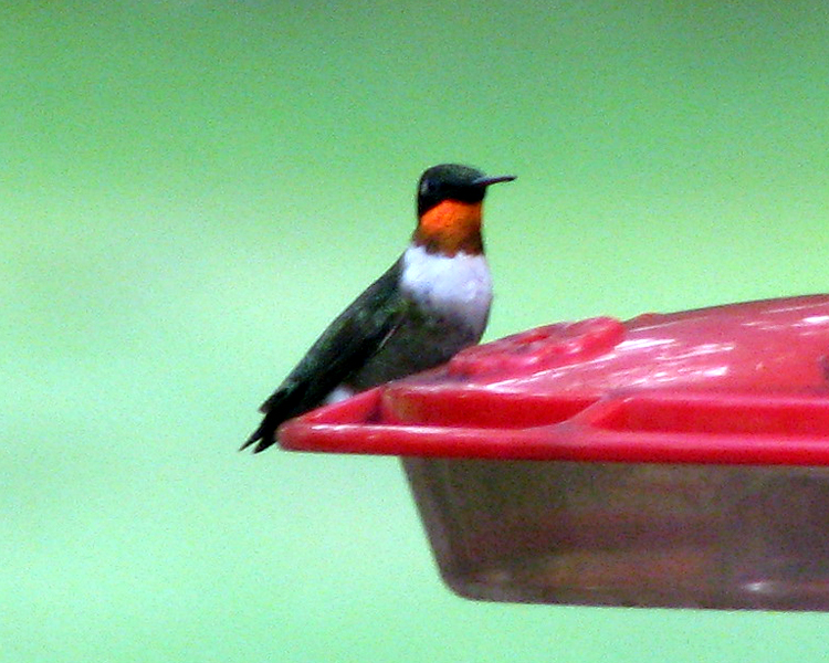 Ruby-throat Hummingbird [Archilochus colubris] photographed at Lake Fork Alba, Texas on Sep 18, 2009