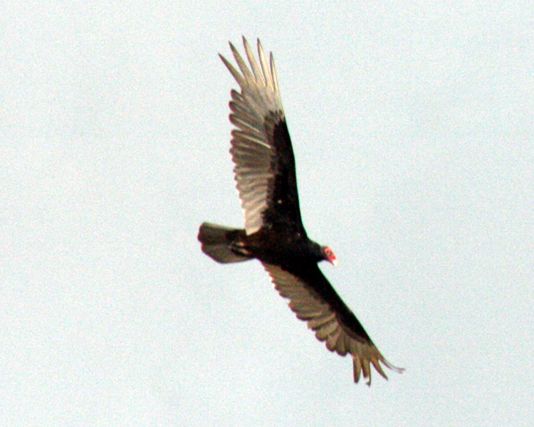 Turkey Vulture [Cathartes aura] photographed at Lake Twakoni Flats,  Texas on April 25, 2009