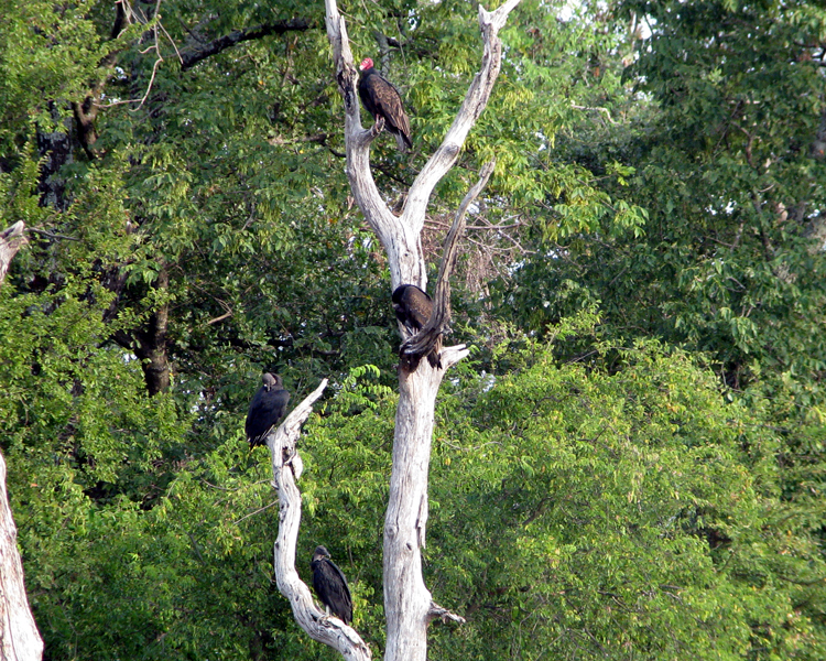 Black Vulture [Coragyps atratus] & Turkey Vulture [Cathartes aura] photographed at Lake Fork Alba, Texas on Sep 4, 2009