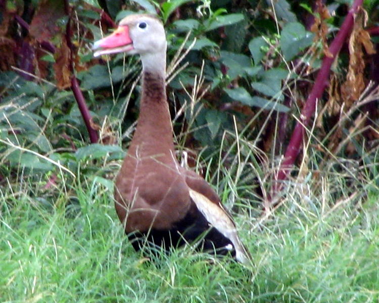 Black-bellied Whistling Duck [Dendrocygna autumnalis] photographed at Lake Fork Alba, Texas on Sep 5, 2009