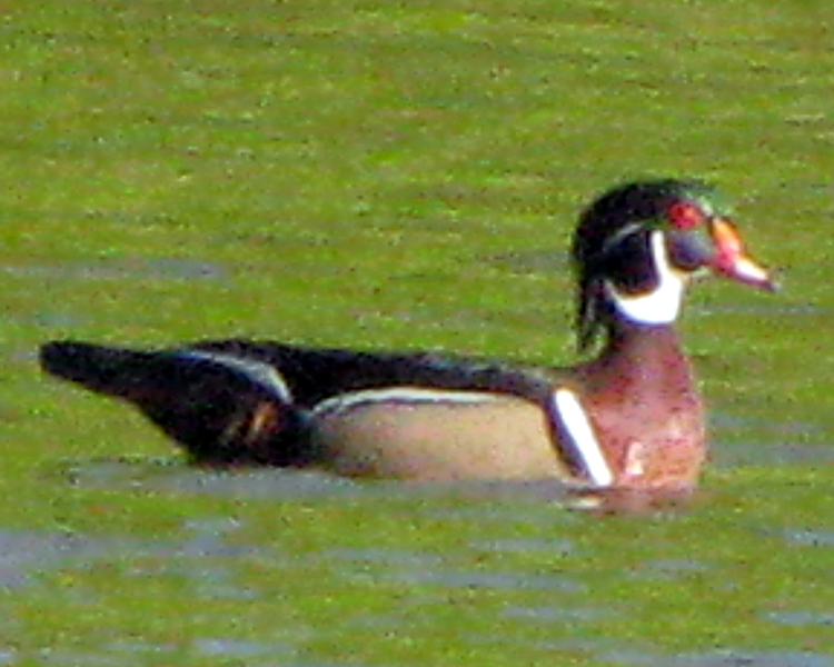 Wood Duck [Aix sponsa] photographed at Lake Fork Alba, Texas on Jun 18, 2009