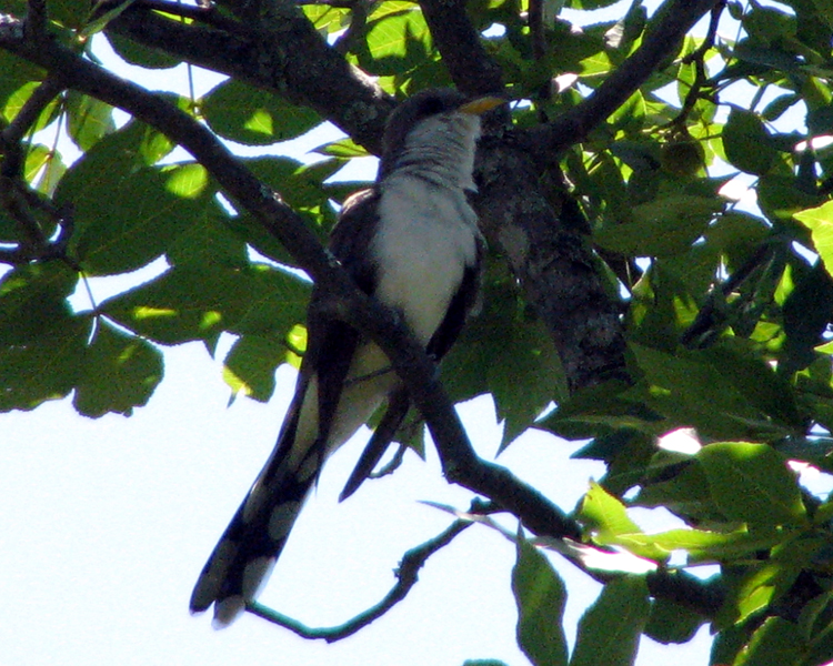 Yellow-billed Cuckoo [Coccyzus americanus] photpgraphed at Lake Fork Alba, Texas on May 28, 2009