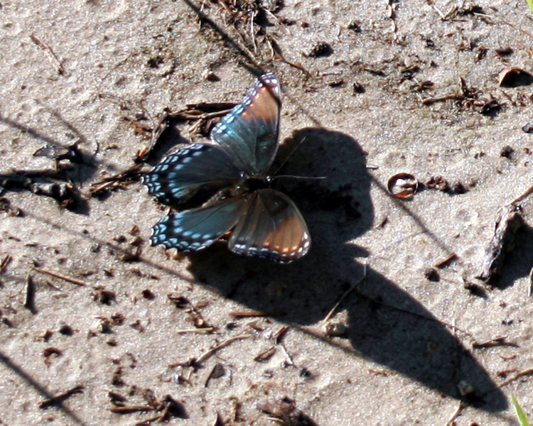 Red-spotted Purple Admiral [Limenitis arthemis] photographed at Lake Fork Alba, Texas on Sep 23, 2007