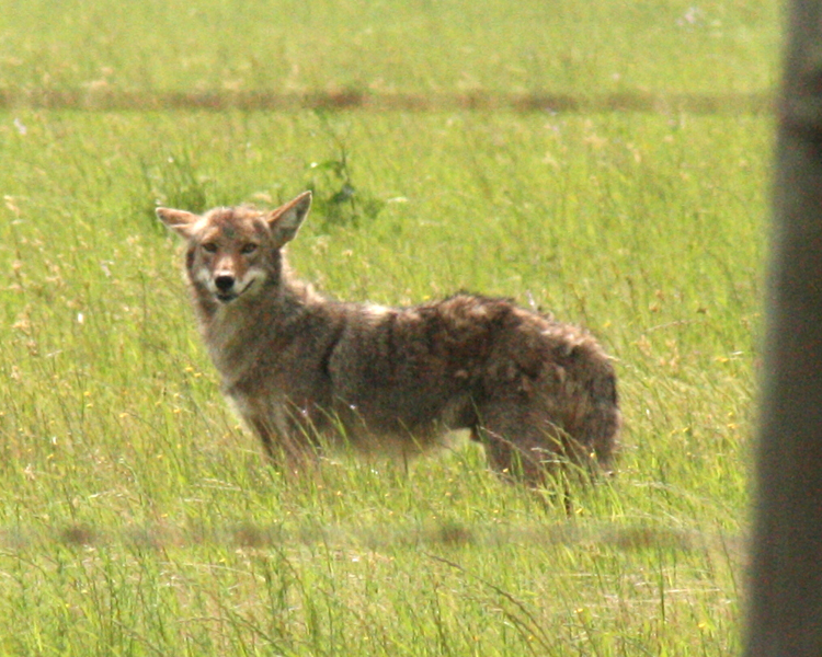 Coyote [Canis latran] photographed at Lake Tawakoni Flats, Texas on Apr 25, 2009