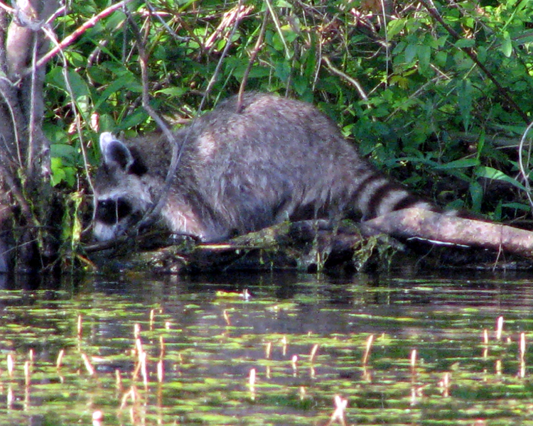 Raccoon [Procyon lotor] photographed at Lake Fork Alba, Texas on Jun 23, 2006